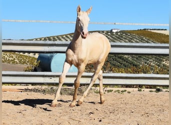 Lusitano, Hengst, veulen (04/2024), Perlino