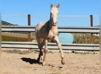 Lusitano, Hengst, veulen (04/2024), Perlino