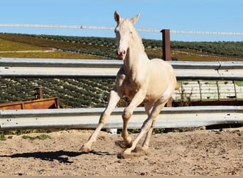 Lusitano, Hengst, veulen (04/2024), Perlino