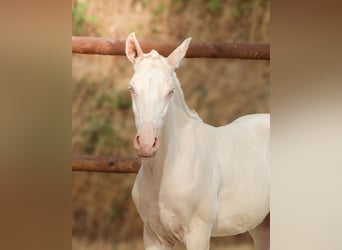 Lusitano, Hengst, Veulen (04/2026), Perlino