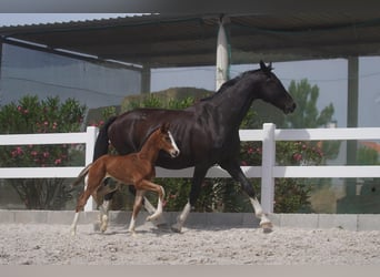 Lusitano Mix, Hengst, veulen (05/2024), Roodbruin