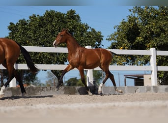 Lusitano, Hengst, veulen (01/2024), Roodbruin