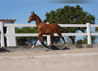 Lusitano, Hengst, veulen (01/2024), Roodbruin