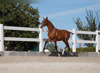 Lusitano, Hengst, veulen (01/2024), Roodbruin