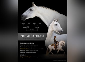 Lusitano, Hengst, 9 Jaar, 162 cm, Wit
