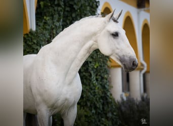 Lusitano, Hengst, 9 Jaar, 162 cm, Wit