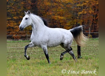 Lusitano, Klacz, 10 lat, 158 cm, Siwa