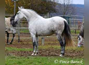 Lusitano, Klacz, 10 lat, 158 cm, Siwa