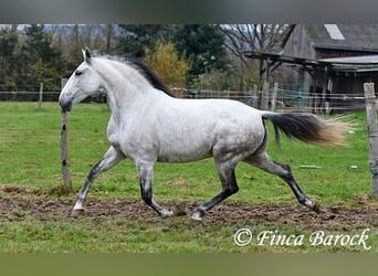 Lusitano, Klacz, 10 lat, 158 cm, Siwa