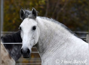 Lusitano, Klacz, 10 lat, 158 cm, Siwa