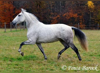 Lusitano, Klacz, 10 lat, 158 cm, Siwa