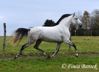 Lusitano, Klacz, 10 lat, 158 cm, Siwa