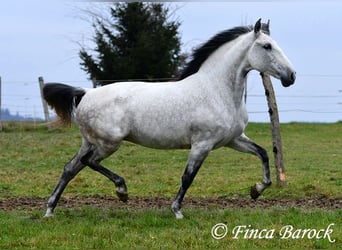 Lusitano, Klacz, 10 lat, 158 cm, Siwa