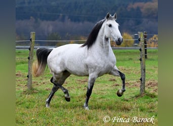 Lusitano, Klacz, 10 lat, 158 cm, Siwa