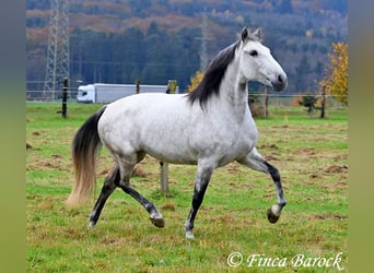 Lusitano, Klacz, 10 lat, 158 cm, Siwa