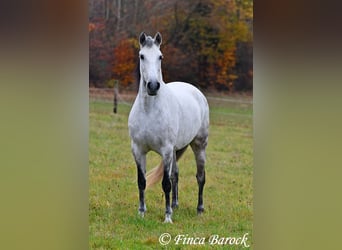 Lusitano, Klacz, 10 lat, 158 cm, Siwa