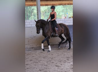 Lusitano, Klacz, 10 lat, 160 cm, Ciemnogniada