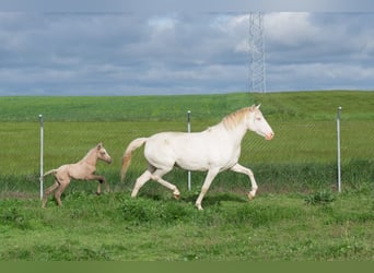 Lusitano, Klacz, 10 lat, 160 cm, Perlino