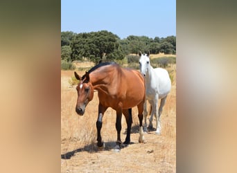 Lusitano, Klacz, 10 lat, 166 cm, Gniada