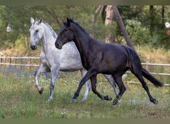 Lusitano, Klacz, 10 lat, 171 cm, Siwa w hreczce