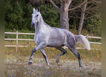 Lusitano, Klacz, 10 lat, 171 cm, Siwa w hreczce