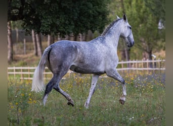 Lusitano, Klacz, 10 lat, 171 cm, Siwa w hreczce