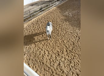 Lusitano, Klacz, 10 lat, 171 cm, Siwa w hreczce