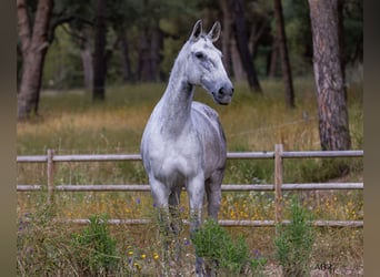 Lusitano, Klacz, 10 lat, 171 cm, Siwa w hreczce