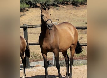 Lusitano, Klacz, 10 lat, Bułana