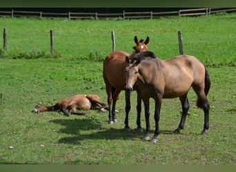 Lusitano, Klacz, 10 lat, Bułana