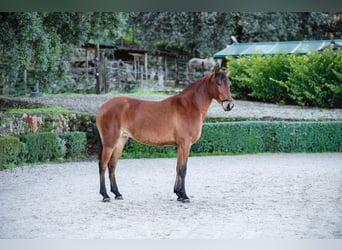 Lusitano, Klacz, 10 lat