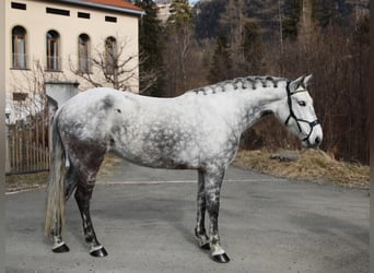 Lusitano, Klacz, 10 lat, Siwa jabłkowita