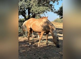 Lusitano, Klacz, 11 lat, 154 cm, Izabelowata