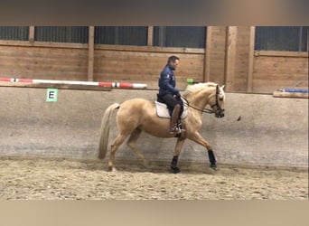 Lusitano, Klacz, 11 lat, 154 cm, Izabelowata