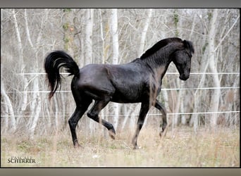 Lusitano, Klacz, 11 lat, 157 cm, Kara