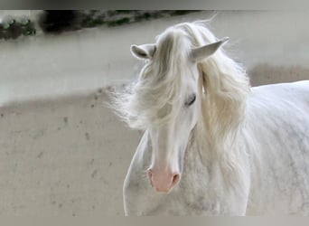 Lusitano, Klacz, 11 lat, 158 cm, Siwa