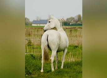 Lusitano, Klacz, 11 lat, 158 cm, Siwa w hreczce