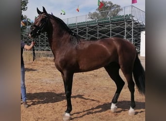 Lusitano, Klacz, 11 lat, 158 cm, Siwa w hreczce