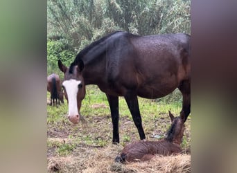 Lusitano, Klacz, 11 lat, 159 cm, Gniada