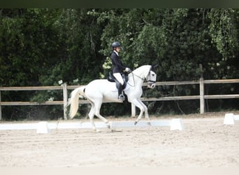 Lusitano, Klacz, 11 lat, 160 cm, Biała