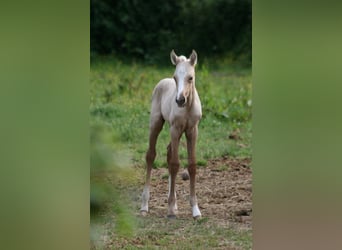 Lusitano, Klacz, 11 lat, 160 cm, Bułana