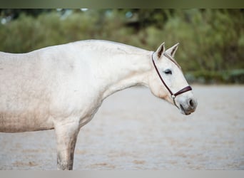 Lusitano, Klacz, 11 lat, 162 cm, Siwa