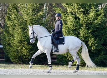 Lusitano, Klacz, 11 lat, 162 cm, Siwa