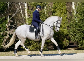 Lusitano, Klacz, 11 lat, 162 cm, Siwa