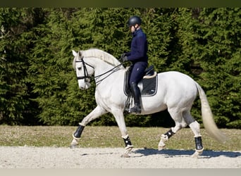 Lusitano, Klacz, 11 lat, 162 cm, Siwa