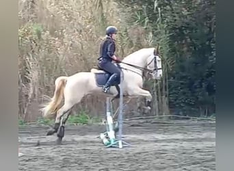 Lusitano Mix, Klacz, 11 lat, 164 cm, Cremello