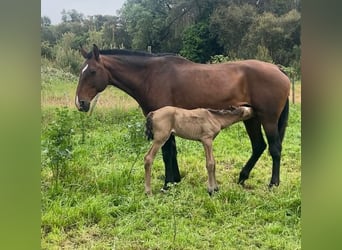 Lusitano, Klacz, 11 lat, 167 cm, Gniada