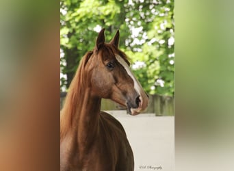 Lusitano, Klacz, 12 lat, 157 cm, Perłowa