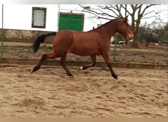 Lusitano, Klacz, 12 lat, 163 cm, Gniada