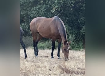 Lusitano, Klacz, 12 lat, 167 cm, Gniada